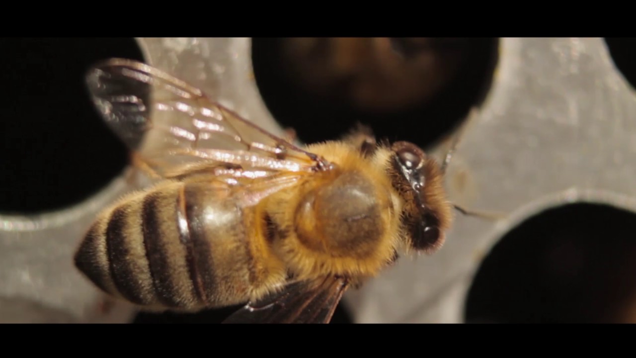 VIAGEM AO MUNDO DAS ABELHAS