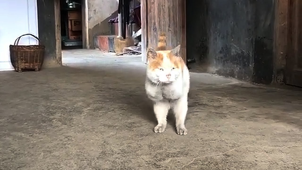 Grandma Adopted a Stray Cat Without Front Legs...