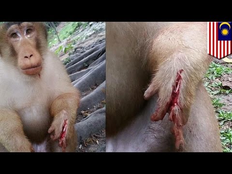 Małe czerwone plamki na penisie Mały penis