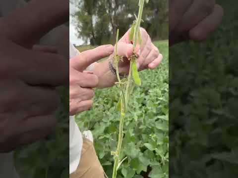 Mais lavouras com sinais de recuperação em Bagé no Rio Grande do Sul, veja como identificá-los!