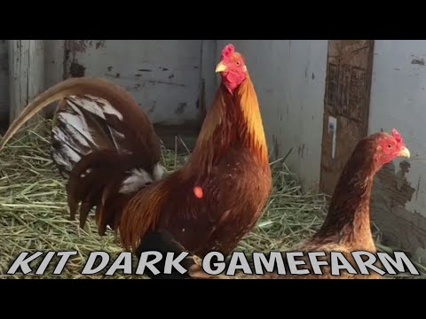 Beautiful Pumpkin - Kit Dark Farm