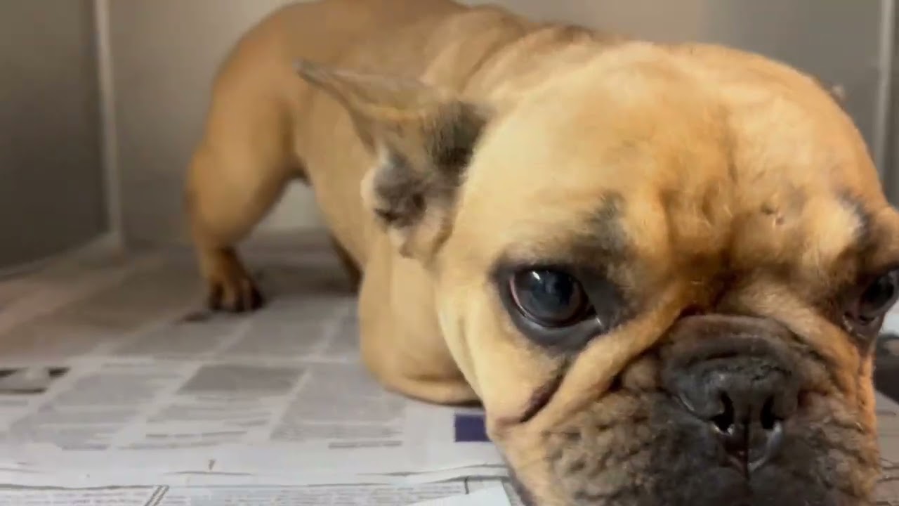 Frenchie Toast video