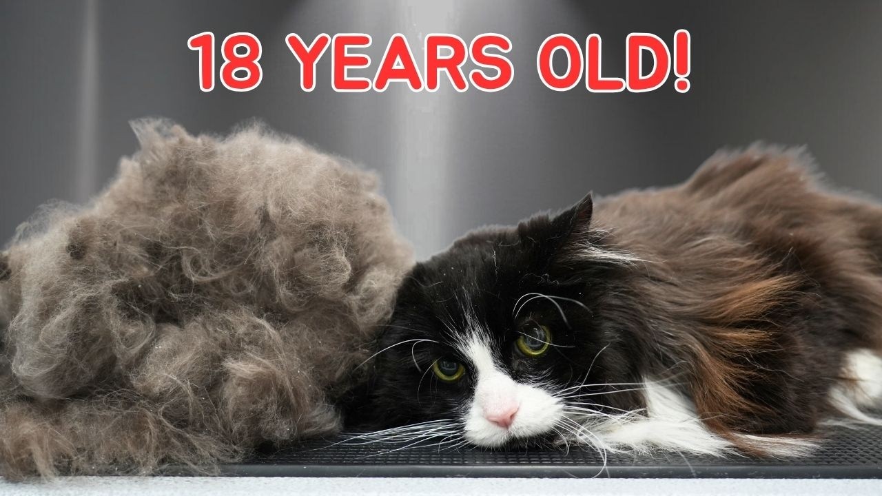 At 18 Years Old, This Cat Needed Serious Grooming Help 😮