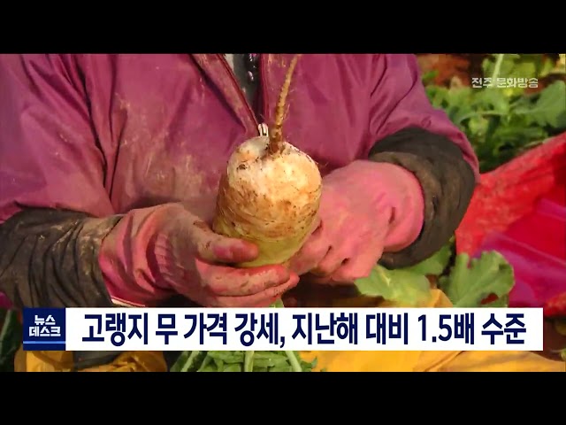 고랭지 무 가격, 지난해 1.5배 수준