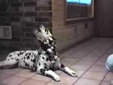 Funny Talking Animals!!