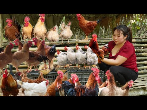 Unique and strange chicken flock, 7 different colors - Free Life