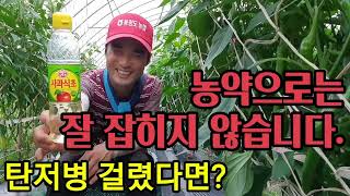 사과식초로 고추 탼저병 잡자.Catch a red pepper anthrax with apple vinega…