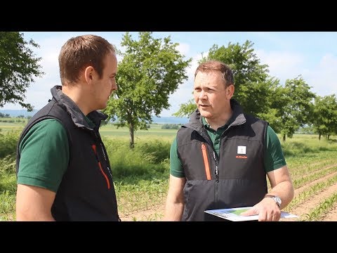 KWS Mais-Blog 2019 - Teil 7 (Besuch von Hendrik)