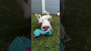 Video preview image #1 French Bulldog-Unknown Mix Puppy For Sale in Corona, CA, USA