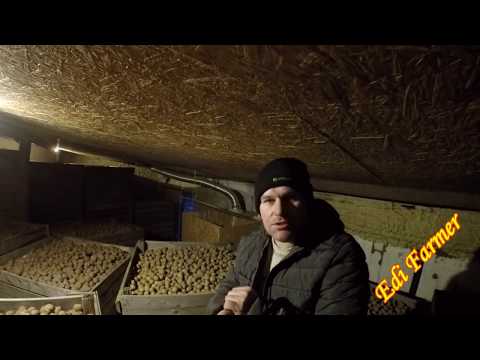 Przechowalnia porady i stan ziemniaków na dziś