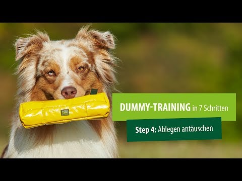 Dummytraining 🐶 Hund trainieren 🐾 Step 4: Ablegen antäuschen