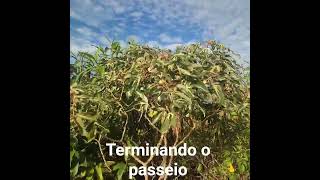 ENTRADA = OU SAIDA = DA CHACARA