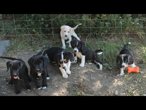 Willie Dynamite, an adoptable Beagle & Labrador Retriever Mix in Franklin, AR_image-1