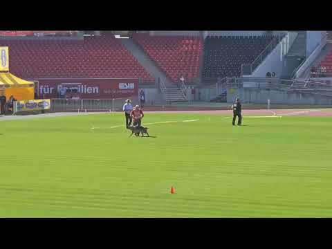 Attaco Cotta Bszs 2023