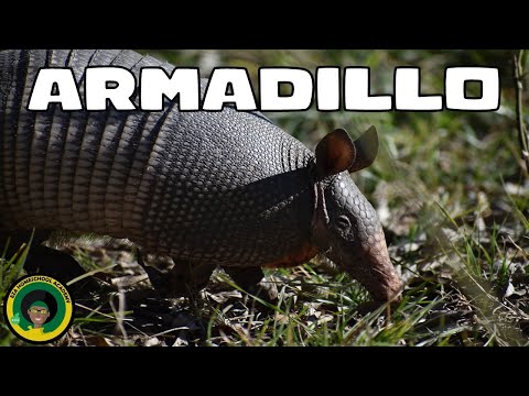 Amazing Armadillos || #video || Quick Facts