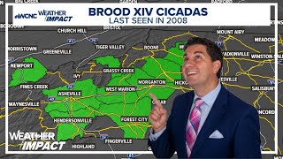 Brood XIV cicadas return this spring