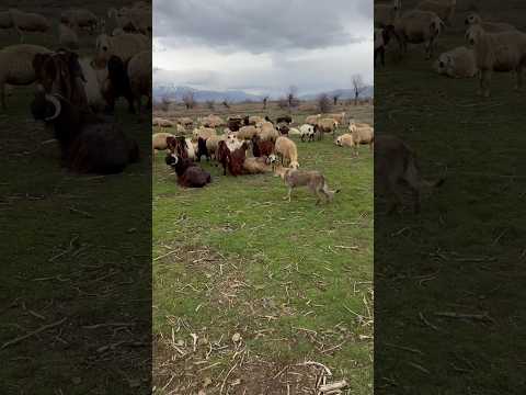 Alfa görev başında  #kurt #koyun #kangal #wolf #anatolianshepherddog