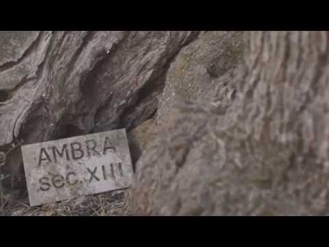 #XylellaReport di Marilù Mastrogiovanni - 3a Puntata