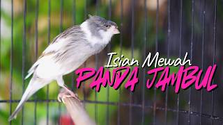 Download lagu MASTERAN KENARI ISIAN BLACKTHROAT GACOR EFECTIF BIKIN RAJIN BUNYI KENARI PAUD CALON JUARA mp3 Download lagu MASTERAN KENARI ISIAN BLACKTHROAT GACOR EFECTIF BIKIN RAJIN BUNYI KENARI PAUD CALON JUARA mp3