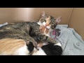 Mom Cat Biting Her Crying Baby Kitten