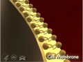 Plasma Membrane 3 D