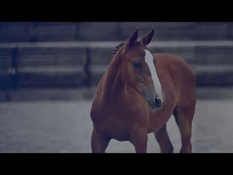 Emblème du Figaret Z