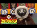 Zoboomafoo 214 Bovine Full Episode Cute Animals Cute Pets