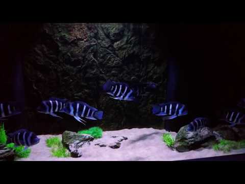 WC zaire kapampa frontosa