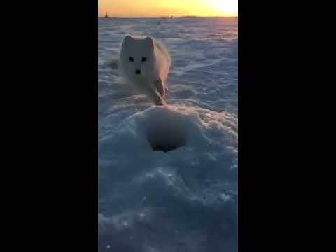 Моя лунка, моя мойва!