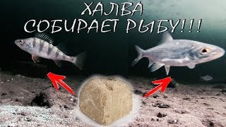 Халва как прикормка для рыбы