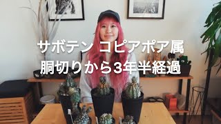 Copiapoa genus - 3 and a half years since the trunk was cut Video 221