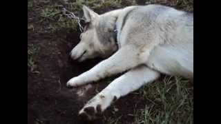 Husky too tired to dig hole