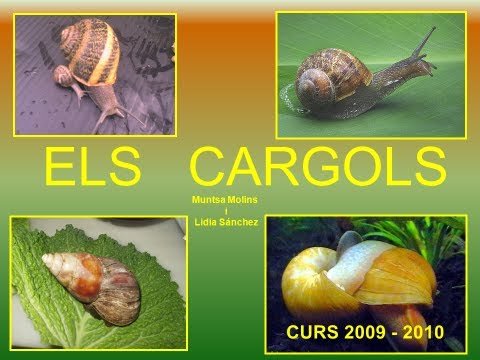 Película PROJECTE ELS CARGOLS