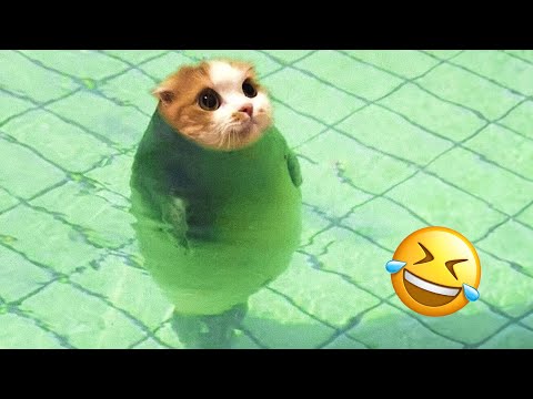 Funny Animal Videos 2023 🥰 - Funniest Dogs and Cats Videos 😅 #9