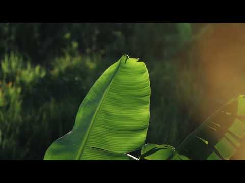 Six Senses La Sagesse | A Tropical Paradise for the Soul