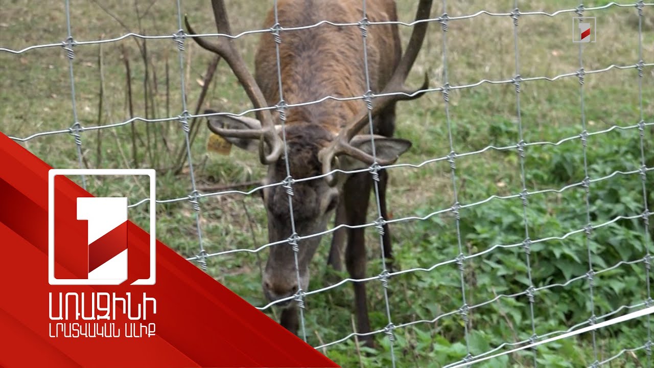 Ազնվացեղ եղջերուն՝ մայր բնության գրկում