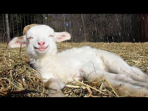 Vidéos d'animaux drôles 🤣 chats et chiens les plus drôles 2024