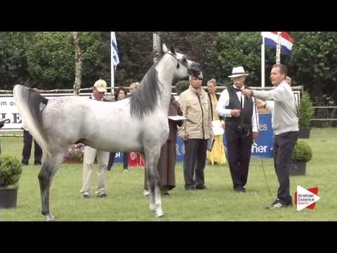 N.149 PEACE FROM DESERT - Ströhen 2015 B-Show - Stallions 4 to 6 years old (Class L)