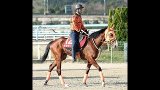【桜花賞】ナミュールがＧ１初制覇へ好仕上がり 高野調教師「研ぎ澄まされたいい体」|Top News