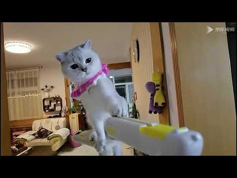 cat toy