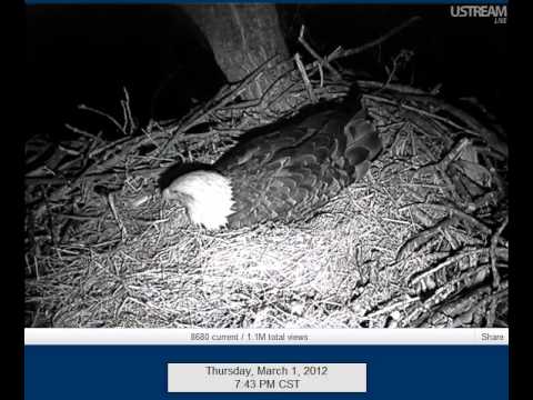 RVCap405 7:42 Barred Owl calling out