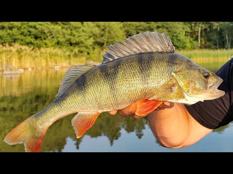 MY DAY | AHVENTA SILLAN PIELESTÄ SAARIPÄIVÄ MERELLÄ | | KALAN SAVUSTUS | JIGIKALASTUS