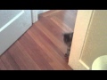 Lucy And Sebastian Playing Peekaboo