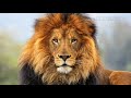 Dekho Dekho Kon Aya Sher Aya Sher Aya BY Haseeb Prince