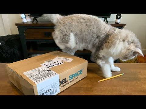 Robi Robot - Opening Pack 9 (The Real Halftime)