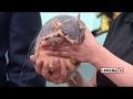 Wild Wednesday: Screaming hairy armadillo