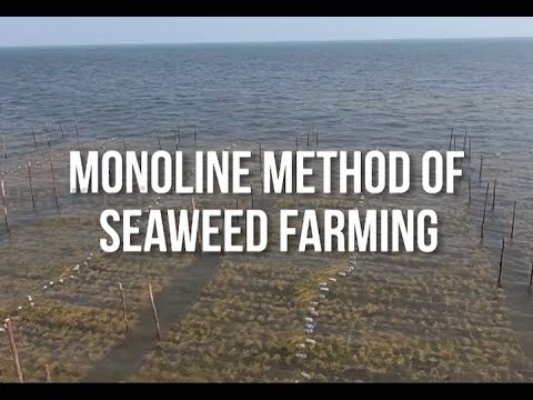 Monoline method of seaweed  farming