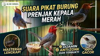 Download lagu Masteran Prenjak Kepala Merah 100% Gacor, Cocok Untuk Pikat & Latihan Burung Muda mp3