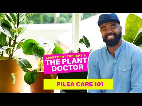 image-Is a Pilea a succulent?
