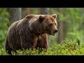 Nature Animal Sounds Bear Sounds Recorded In Front Of Bears Barking Eating Walking Scratching